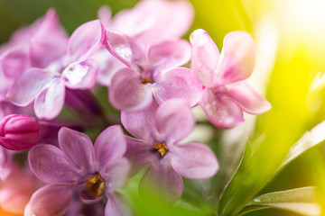 Naklejka na ściany i meble Beautiful close-up lilac flowers on the green bokeh background. Spring flowers.