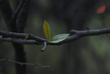 And one falling leaf heralds the onset of autumn