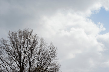 Black tree without leaves against a beautiful cloudy sky. Background photo of the landscape.