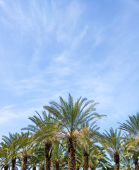 Fototapeta na wymiar Palm trees against blue sky, Tel Aviv, Israel