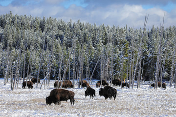 Herd of bison feeding in a snowy field, Yellowstone National Park, Wyoming © donyanedomam