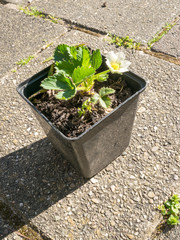 Strawberry plant with flower in a pot