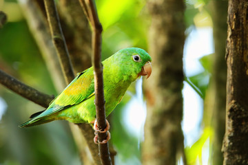 Orange-chinned parakeet (Brotogeris jugularis) sitting in a tree