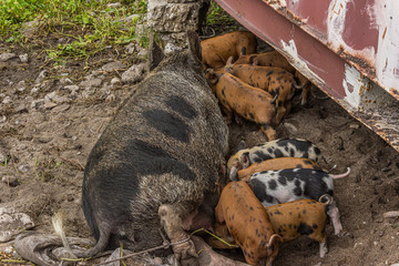 A large sow lies on its side and feeds a brood of newborn piglets
