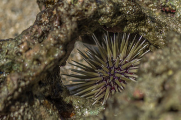 Sea urchin hid in coral in the surf