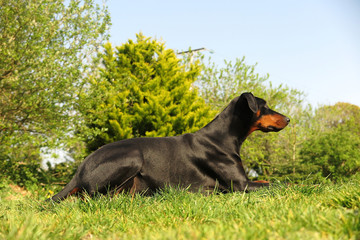 dogs 