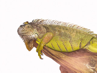 Isolated portrait of a large green iguana lies on a branch and looks mockingly. The green iguana ranges over a large geographic area.