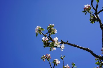 Apfeblüten, blauer Himmel, freie Fläche, Sonnenschein