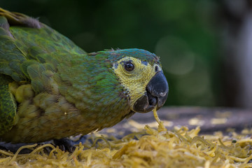 Blue-fronted amazon (Amazona aestiva) sits and eat pasta