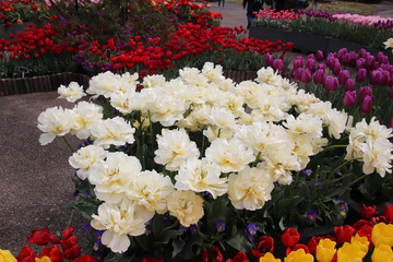 flowers in the garden