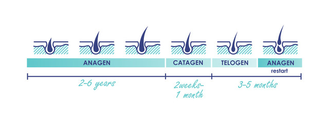 Hair growth phases. Normal hair cycle icons. Vector illustration