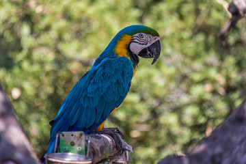 Portrait of a blue-and-yellow macaw (Ara ararauna) sitting on a branch and looking at the side