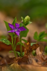 Ein wunerschön lila violett blühendes Kleines Immergrün im Frühling im Wald zwischen alten...