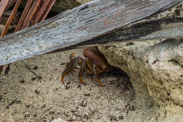 Large land crab (Cardisoma carnifex) hiding in its hole