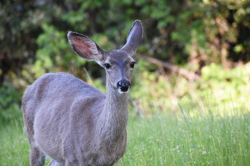 Cute California Mule Deer Close Up In Grass Field