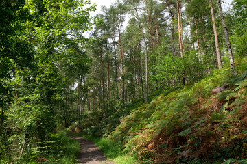 hiking path iin the Chevreuse valley regional nature park