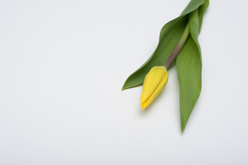 Żółty kwiat tulipan na białym tle
