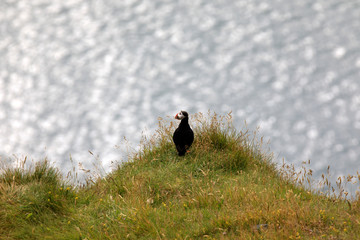 Vik / Iceland - August 15, 2017: Puffins at Dyrholaey promontory, Vik, Iceland, Europe