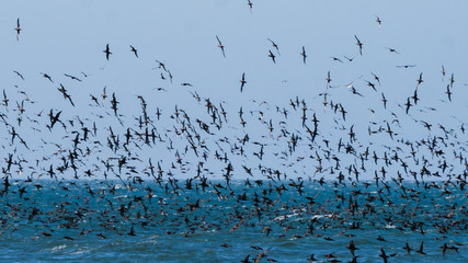 Flock of birds flying above the sea diving for fish