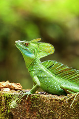 Male plumed basilisk (Basiliscus plumifrons) sitting on a stump