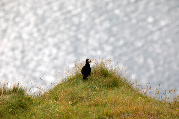 Vik / Iceland - August 15, 2017: Puffins at Dyrholaey promontory, Vik, Iceland, Europe