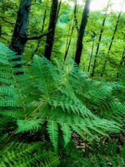 fern in the forest