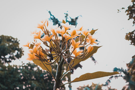 orange on a flower