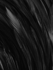 Beautiful abstract white and black feathers on white background and soft white feather texture on white pattern and dark background, gray feather background, black banners