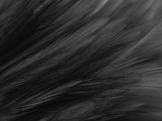 Beautiful abstract white and black feathers on white background and soft white feather texture on white pattern and dark background, gray feather background, black banners