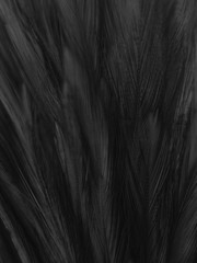 Beautiful abstract white and black feathers on white background and soft white feather texture on white pattern and dark background, gray feather background, black banners