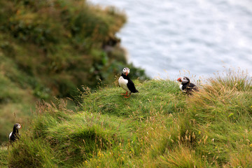 Vik / Iceland - August 15, 2017: Puffins at Dyrholaey promontory, Vik, Iceland, Europe