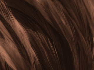 Beautiful abstract white and brown feathers on white background and soft yellow feather texture on white pattern and yellow background, feather background, gold  feather banners