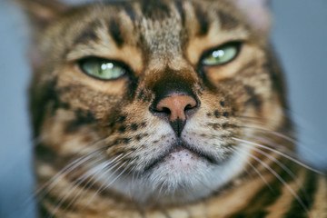 Bengali adult cat lying on the bed