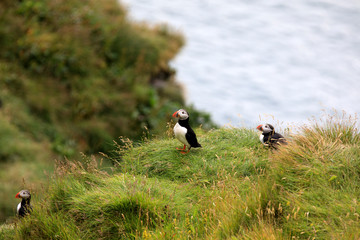 Vik / Iceland - August 15, 2017: Puffins at Dyrholaey promontory, Vik, Iceland, Europe