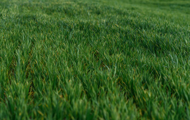 big field with green grass
