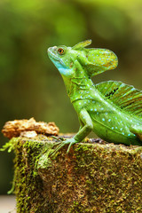 Male plumed basilisk (Basiliscus plumifrons) sitting on a stump