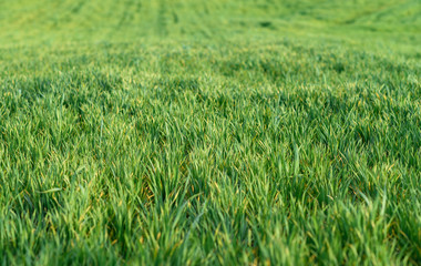 field with green grass in the wind
