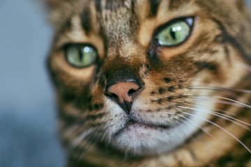 Bengali adult cat lying on the bed