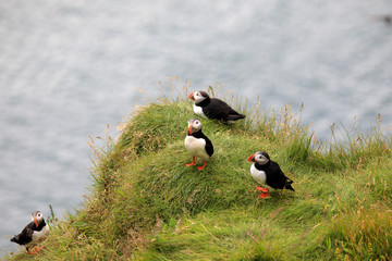 Vik / Iceland - August 15, 2017: Puffins at Dyrholaey promontory, Vik, Iceland, Europe