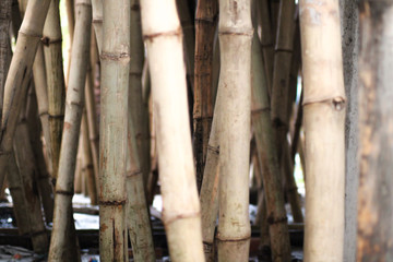 Obraz premium stack of wood