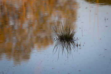 Reeds and reflection in water.