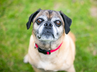 A Pug x Beagle mixed breed dog, also known as a "Puggle", wearing a red collar outdoors