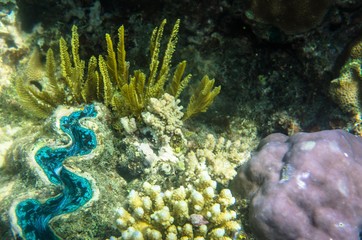 Naklejka na ściany i meble Underwater sealife Great Barrier Reef Cairns Australia
