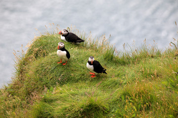 Vik / Iceland - August 15, 2017: Puffins at Dyrholaey promontory, Vik, Iceland, Europe