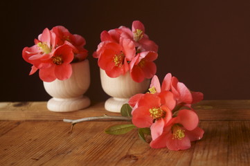 Spring branch with red flowers - Chaenomeles japonica