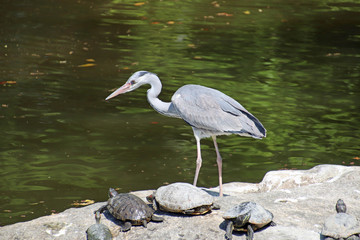 great blue heron