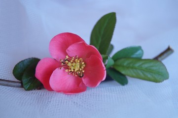 Spring branch with red flowers - Chaenomeles japonica