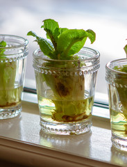 DIY - Do it yourself - Homegrown romaine lettuce - This actually works!