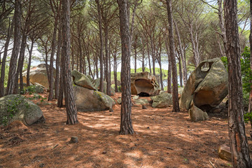 A pine forest in the wild island of Caprera in the Maddalena archipelago in Sardinia, Italy.