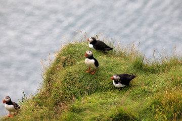 Vik / Iceland - August 15, 2017: Puffins at Dyrholaey promontory, Vik, Iceland, Europe